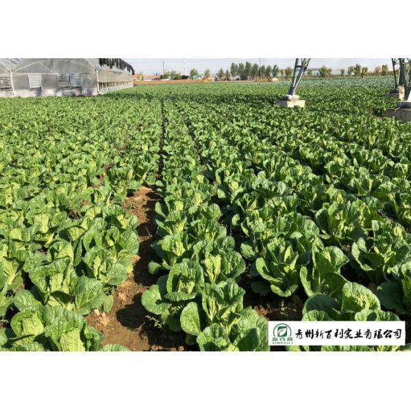 Natural Plant Flat Head Cabbage Improve Digestion Easy Store For Supermarket