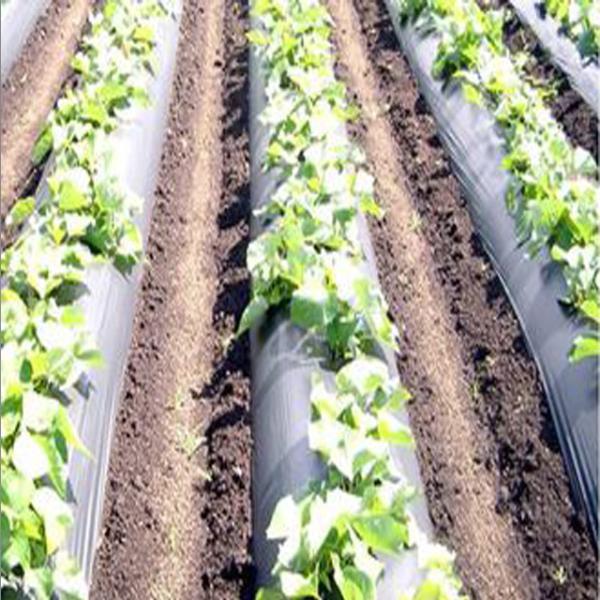 Filme biodegradável Degradable branco da agricultura 12um