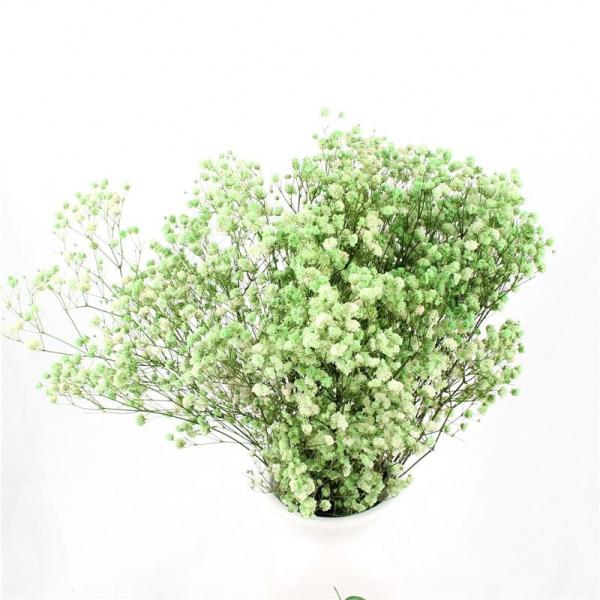 Armazenamento a longo prazo secado bonito do Gypsophila das flores das decorações da casa