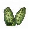 Artificial Green Dieffenbachia Plant 2 Pack - Faux Indoor Plant Spray - EverGreen Greenery For Home Or Office Decor