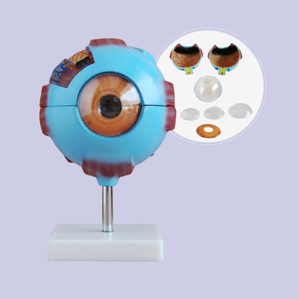 6X Enlarged Human Eyeball Anatomy Model Medical Plastic Simulation For Science Display Teaching