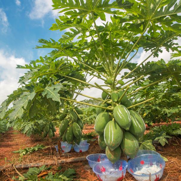 300USP-6000USP Enzyme protéase Produits alimentaires de qualité pharmaceutique Papaïne personnalisée