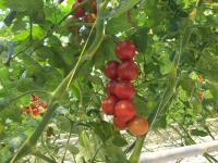 La tomate de polypropylène de serre chaude de jardin tortillent 8000D le diamètre élevé de la ténacité 1mm