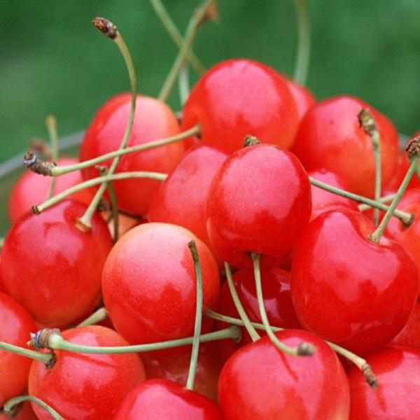 High Grade Sweet Canned Fruit , Light Syrup Tinned Fresh Red Cherry