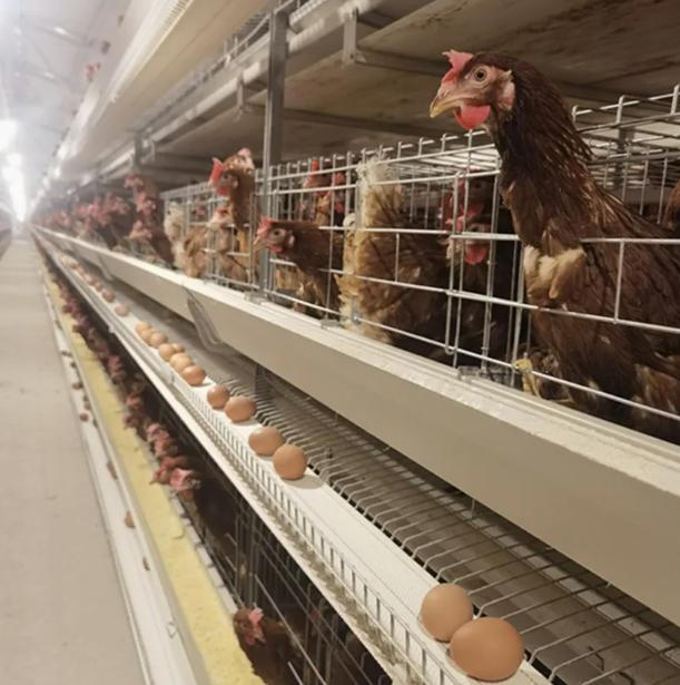 Large Scale 10000 Birds Hot Dip Galvanized Poultry Chicken Cage with Automated