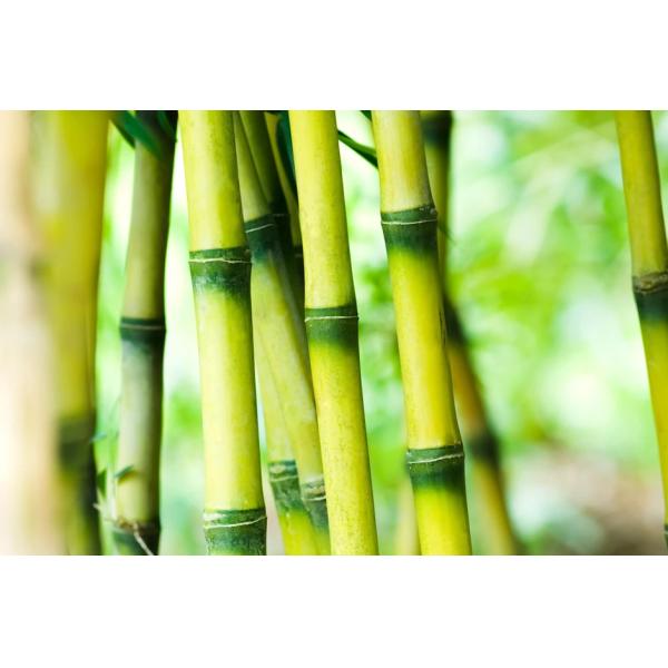 14cm Disposable Bamboo Trident Fork 5.5'' For Dessert Cake Dish in Restaurants