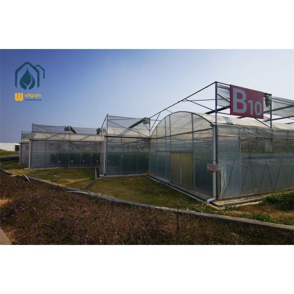 50 Mesh Insect Net Multi Span Greenhouse with Integrated Side Vent Screens WELLGAIN Agricultural Greenhouse Solution