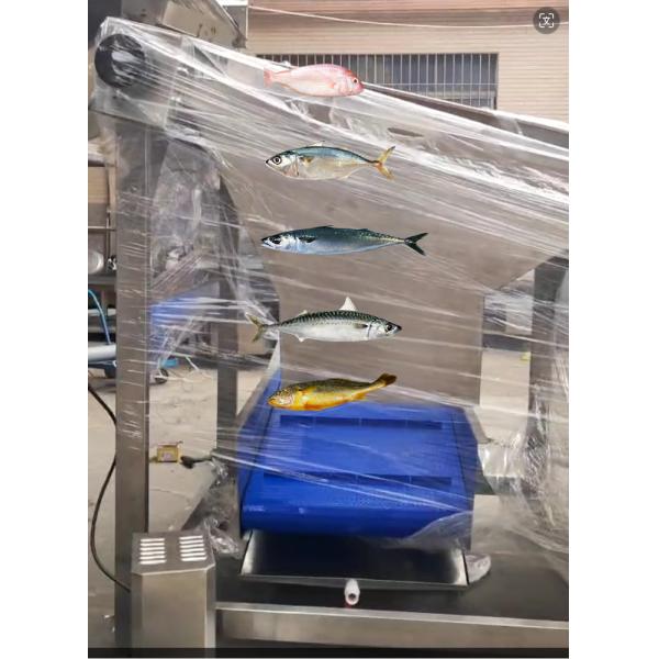 Can Customed Ocean Fish Grader And Fish Sorting Equipment For Large Capacity
