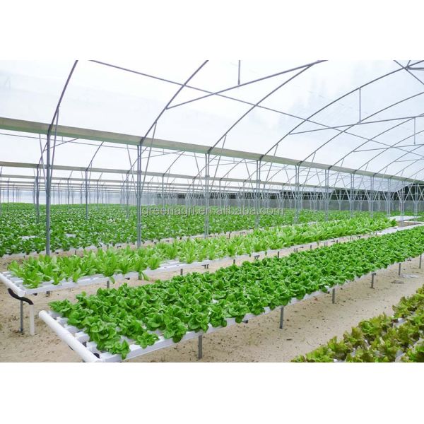 Large Single Layer PE Film Multi-Span Agricultural Greenhouse Metal Frame Cold Frame
