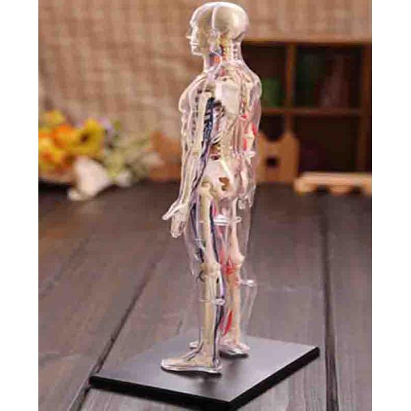 35cm Skeleton 60 Parts Human Anatomy Model Toy 4d Master Homeschool Education
