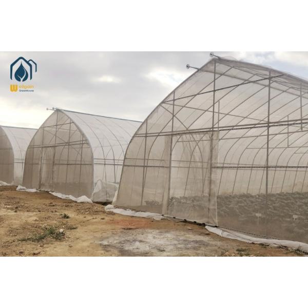 Commercial Agricultural Tunnel Greenhouse Large UV Protection Greenhouse
