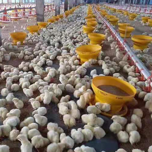 ABS Complete Auto 20kg Poultry House Equipment