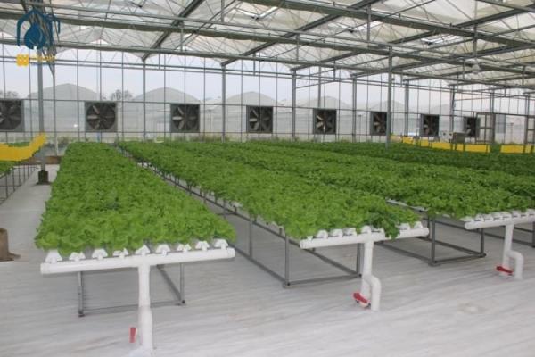 NFT Hydroponic Lettuce Grow Hydroponic System With Vegetable Hydroponic Tubes