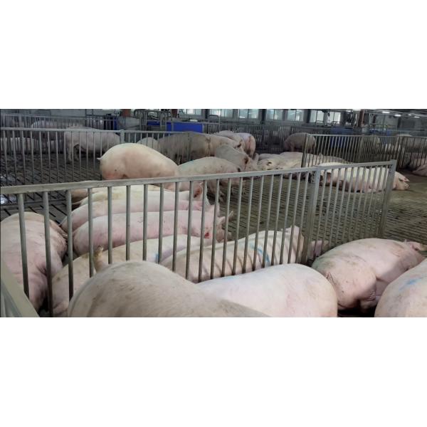 Hot Dip Galvanized Steel Gilt Sow Crate