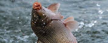 рыбы аквакультуры 100kg/H-6tph кормят потребление работы машины производства