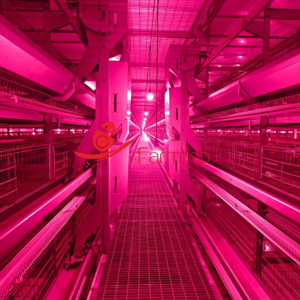 Medium-scale Large-scale Layer Chicken Cage System with Easy Poultry Management