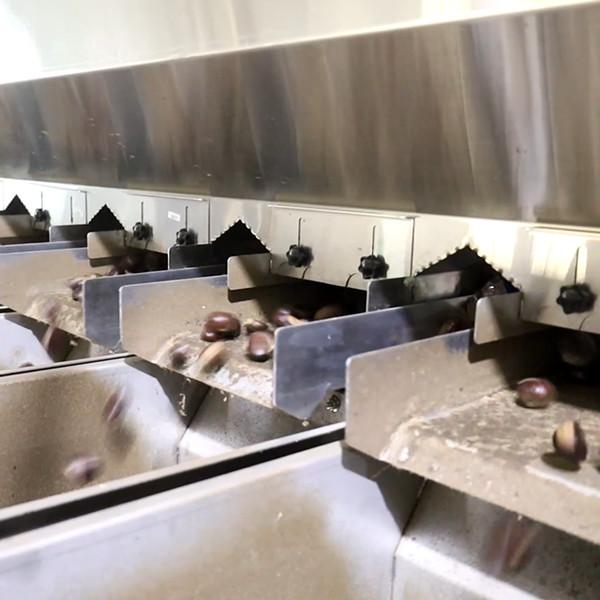 Electric Intelligent Chestnut Sorting Machine 380V Nuts Grading Machine