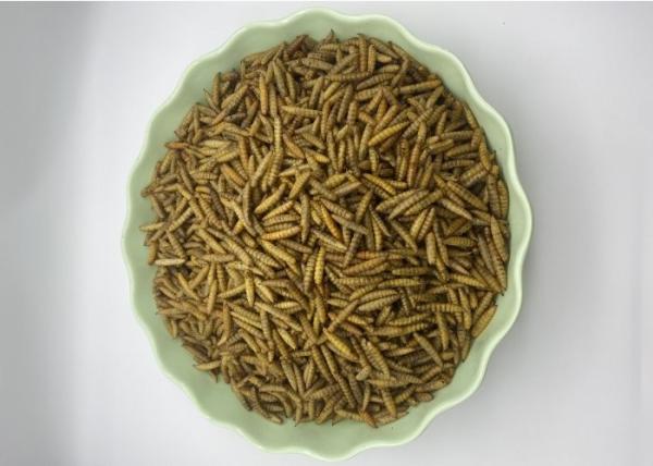 1 Year Shelf Life Freeze wholesale Dried Mealworms