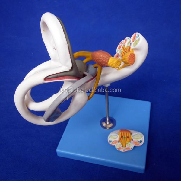 Human Medical 3D Ear Model for Teaching Labyrinth Anatomy Displaying Ear Components