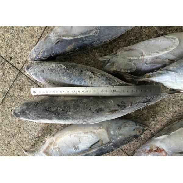 A Grade Purse Seine Catch 1.8kg 2kg Frozen Bonito Fish