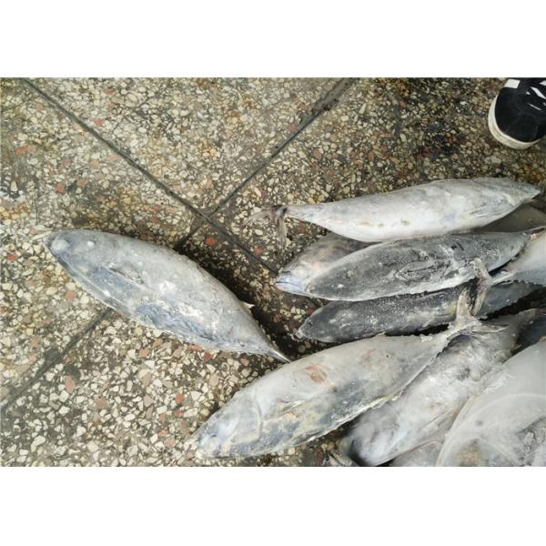 мясо тунца пеламиды естественных морепродуктов цвета 1.6kg замороженных свежее