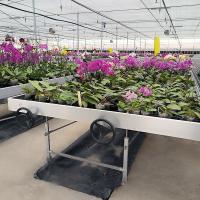 Eixo e fluxo Estufas Floresta de cultivo de mesa banco rolante para semeadura