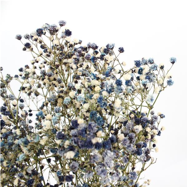 Eternal Beautiful Dried Flowers Baby Breath For Celebration Activities