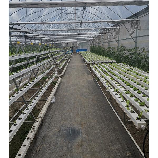 Vegetable Cultivation Plastic Tunnel Greenhouse 12m Width Single Layer
