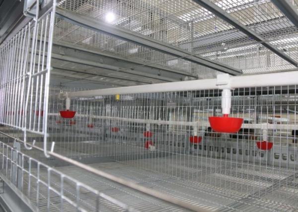 Custom Commercial Poultry Watering Systems Automatic Cup Style Poultry Chicken Drinkers