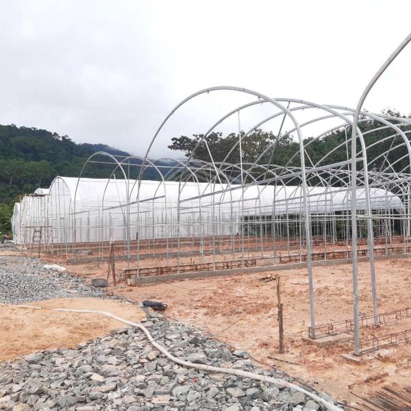High Tunnel Single Span Tomato Hydroponic System Low Cost Plastic Greenhouse Agriculture