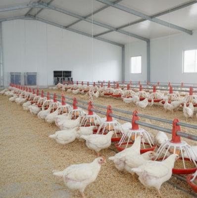 Customizable Galvanized Steel Broiler Floor Rearing Equipment with Automatic Supporting Systems for Poultry Farming