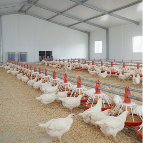 Customized Corrosion Resistant Poultry Farm Ventilation System with Hot-Dip Galvanized Steel and Easy Assembly