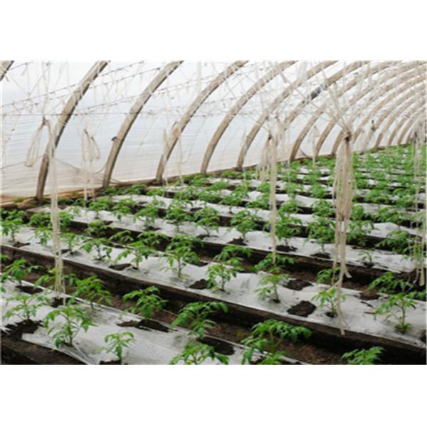 Парник подрезывает удобрение томата органическое с богатой аминокислотой