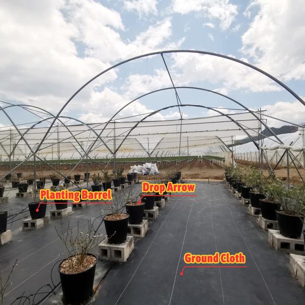 Large Multi-Span Rain Shelter Greenhouse with PE Film Covering and Hot Galvanized Steel Frame