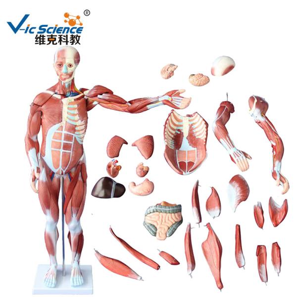 Medical Science  Male Human Muscle Anatomy 3d Model 80cm 27 Parts VIC-334