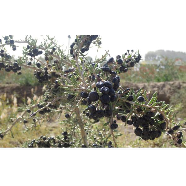 Balck goji berry dried with high anthocyanin anti-aging