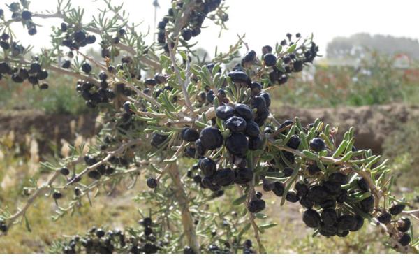 Amorberry Wild goji bery/ wild wolfberry /Qinghai Black goji Manufacturer
