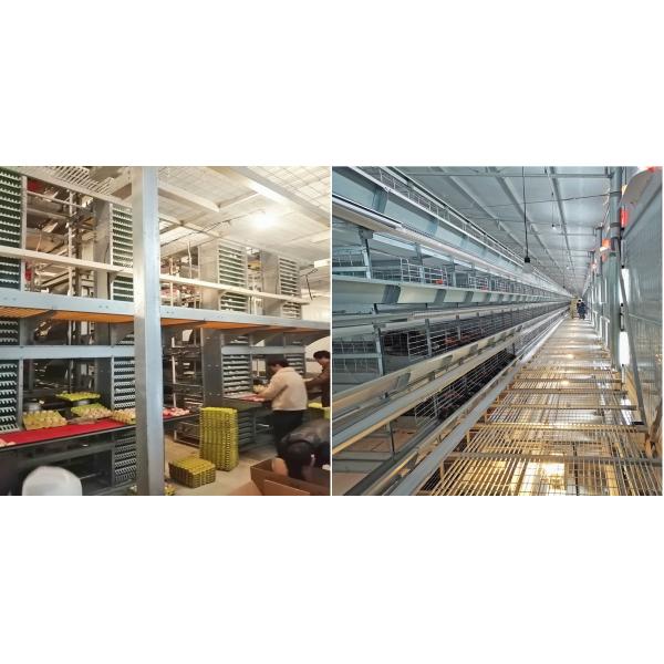 SGS H Frame 30000 Birds Ready To Lay Chicken Cage 650mm Length