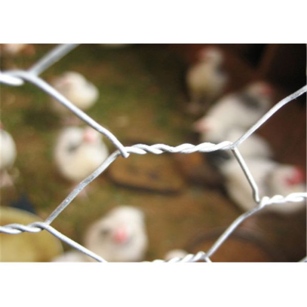 Acid Resistance Stainless Chicken Wire For Poultry Fencing And Gabions In Roll