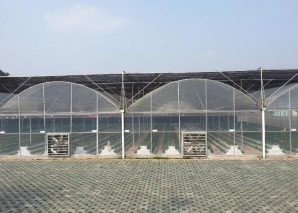 Cooling Plastic Film Vegetable 10m Multi Span Greenhouse