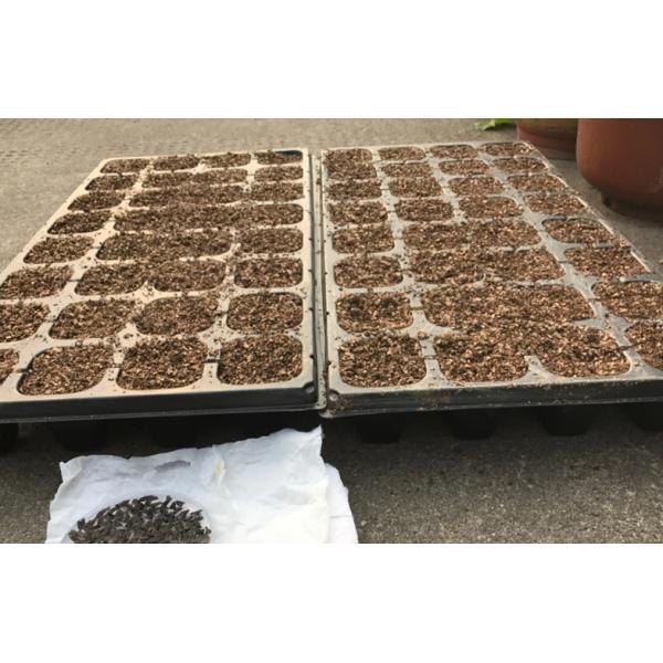 Tape la semilla crecen las bandejas plásticas de la germinación cultivan un huerto hidropónico vegetal