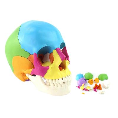 Medicina Anatomical Adultos Osteopática Cranial Modelo 22-Parte, tamanho natural Colorido didático