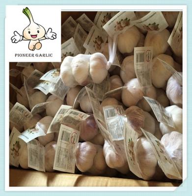 Famous fresh white garlic -cheapest price Chinese Natural normal white Garlic