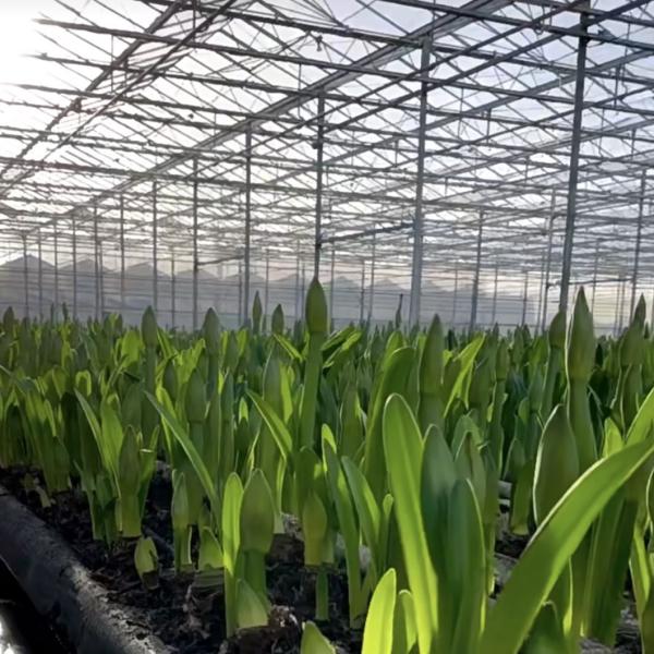 Sistema hidropónico de invernadero para verduras y flores Funcionalidad de doble capa