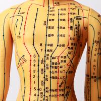 Modèle d'acupuncture réaliste corps détaillé pour l'acupuncture