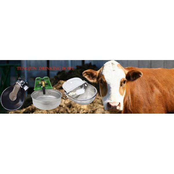 Wall -Mounted Easy Installation Cast Iron Coated Powder Drinking Bowls for Dairy Farm Tj-1015 Shape Waterer Durable
