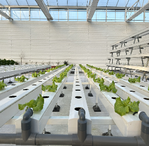 Substrate Cultivation Outdoor Hydroponics Greenhouse Weather Resistance