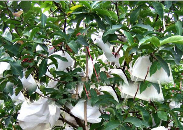 2% UV Agriculture PP Non Woven Landscape Fabric All GSM Various Color