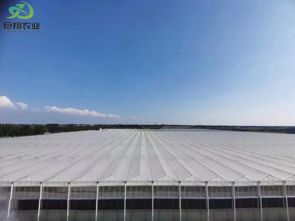 Green Leaves Vegetables Film PC Sheet Agricultural Multi-Span Greenhouses for Hydroponics