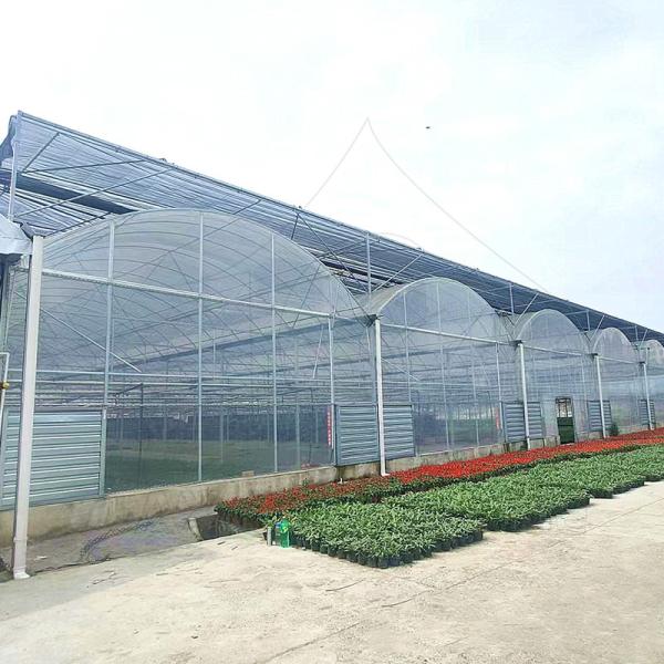 Élevage de tomates dans des serres à grande longueur de longueur